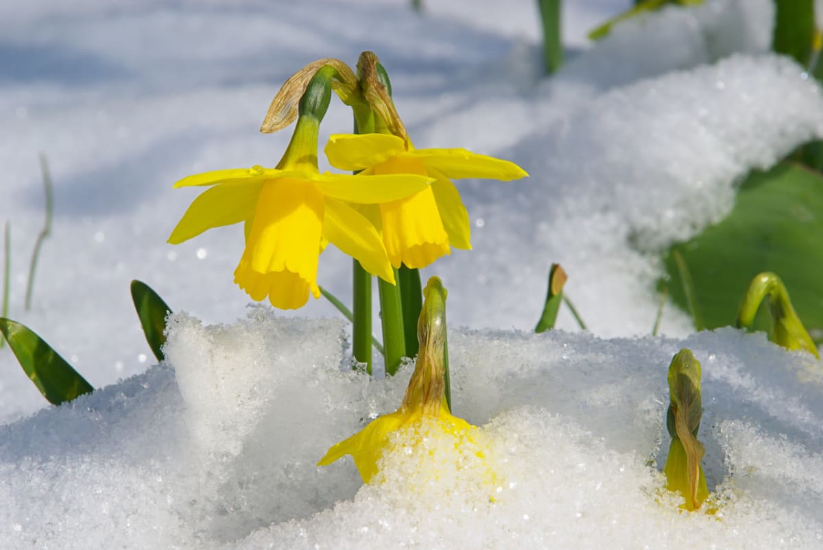 První jarní květiny  - Obrázek 1 - Narcisy (Narcissus)