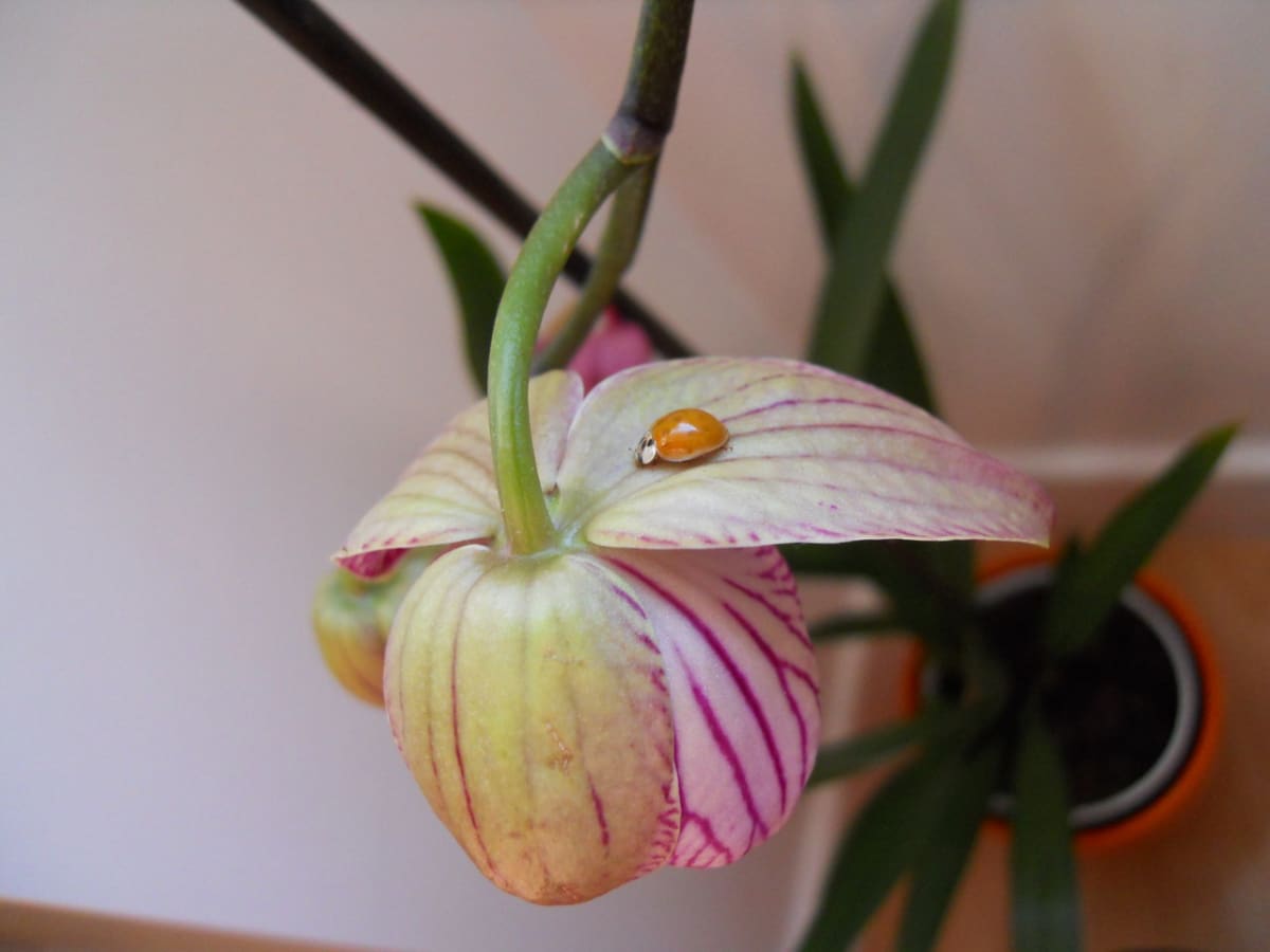 Péče o orchideje  - Obrázek 1