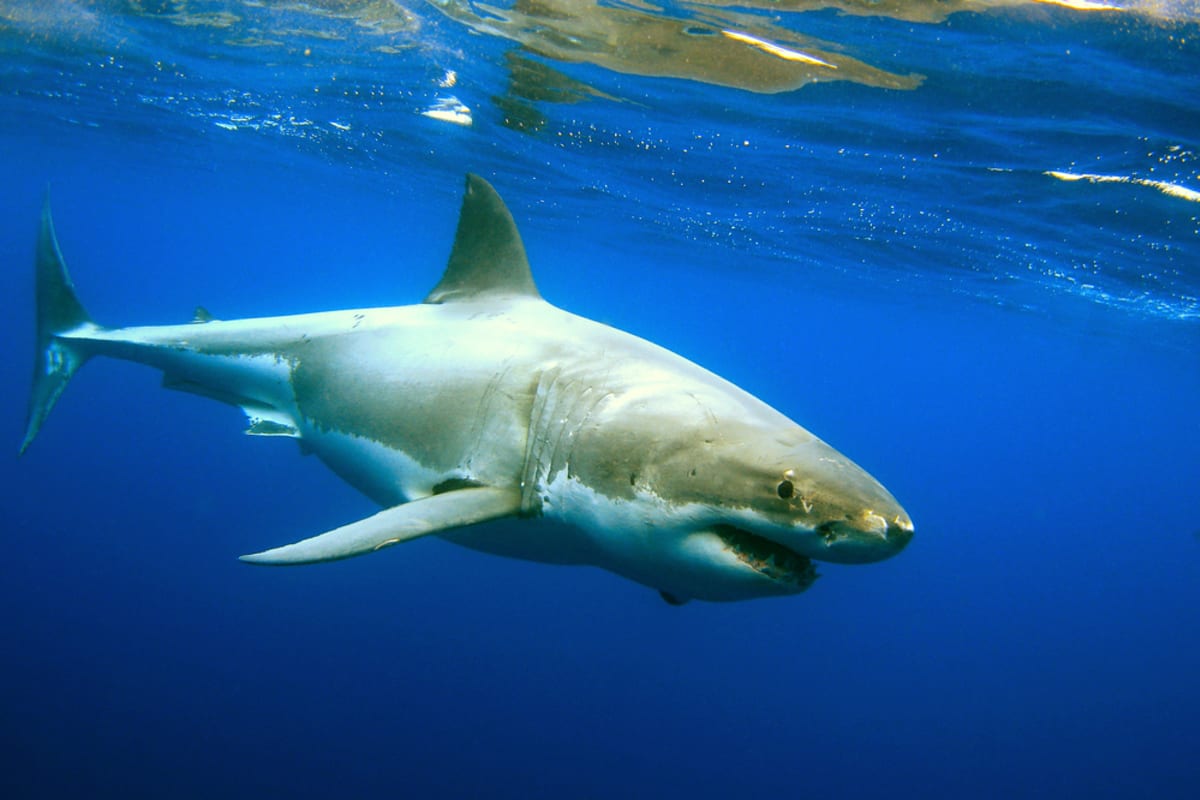 Australští vědci odhalili, proč žralok bílý útočí i na lidi. 