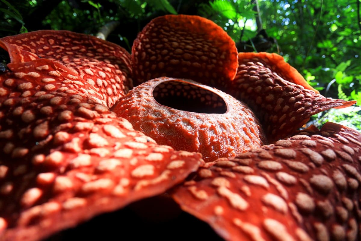 Rafflesia tuan-mudae 1