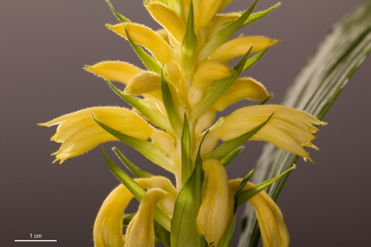 Unikátní orchidej Neuwiedia zollingeri javanica - Obrázek 1