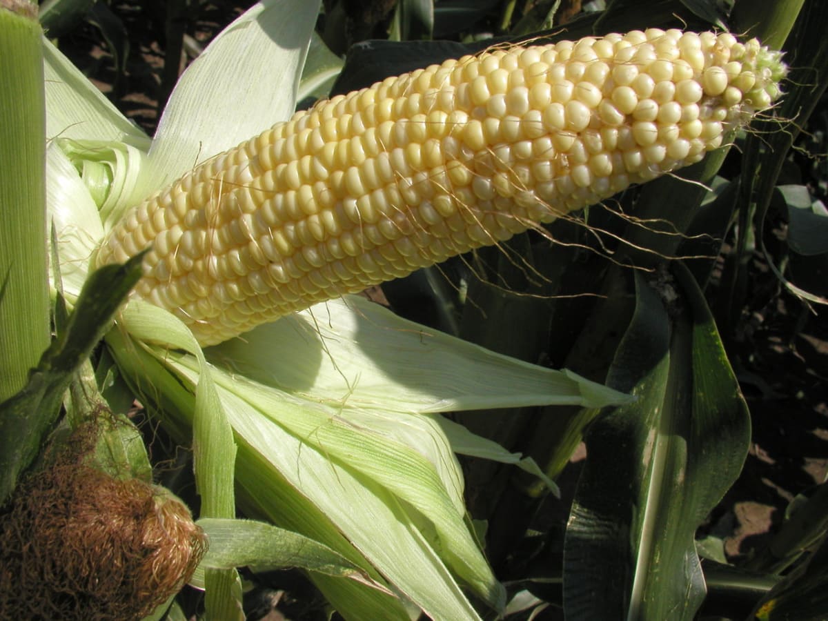 Kukuřice - Obrázek 1