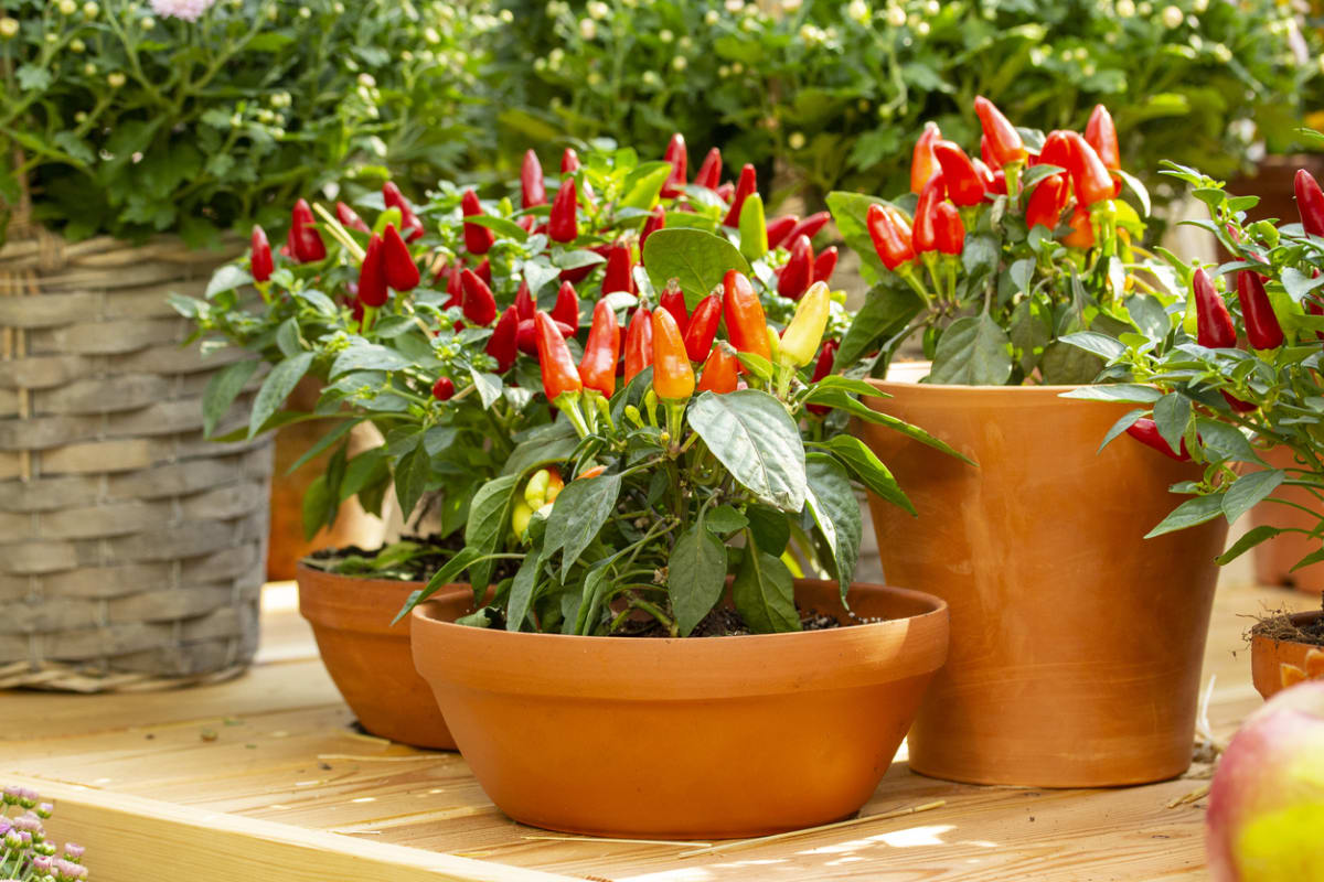 Jak pěstovat chilli papričky 1