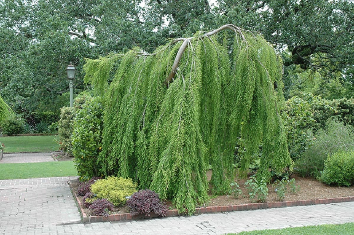 Tisovec dvouřadý (Taxodium distichum) je ideální dřevinou do trvale zamokřené zahrady. 