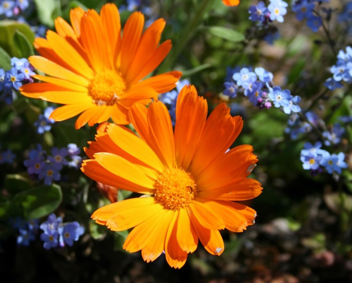 Květiny, které ochrání zeleninu - Obrázek 1 - Calendula officinalis (Měsíček lékařský)
