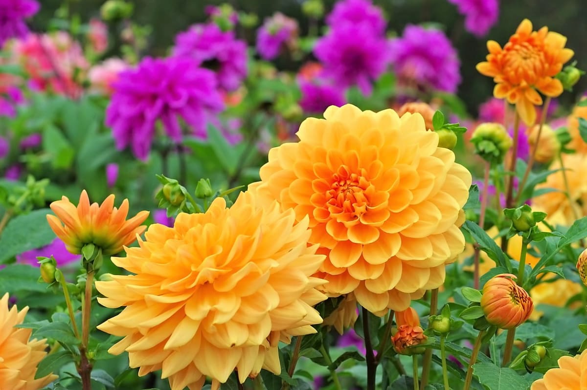 12 rad a tipů, jak zasadit a pěstovat jiřiny, tradiční květiny našich zahrad 1