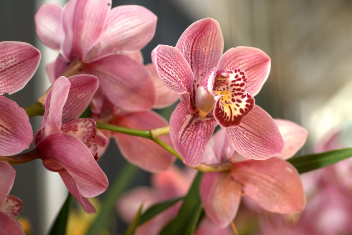 Orchidej- proč nekvete