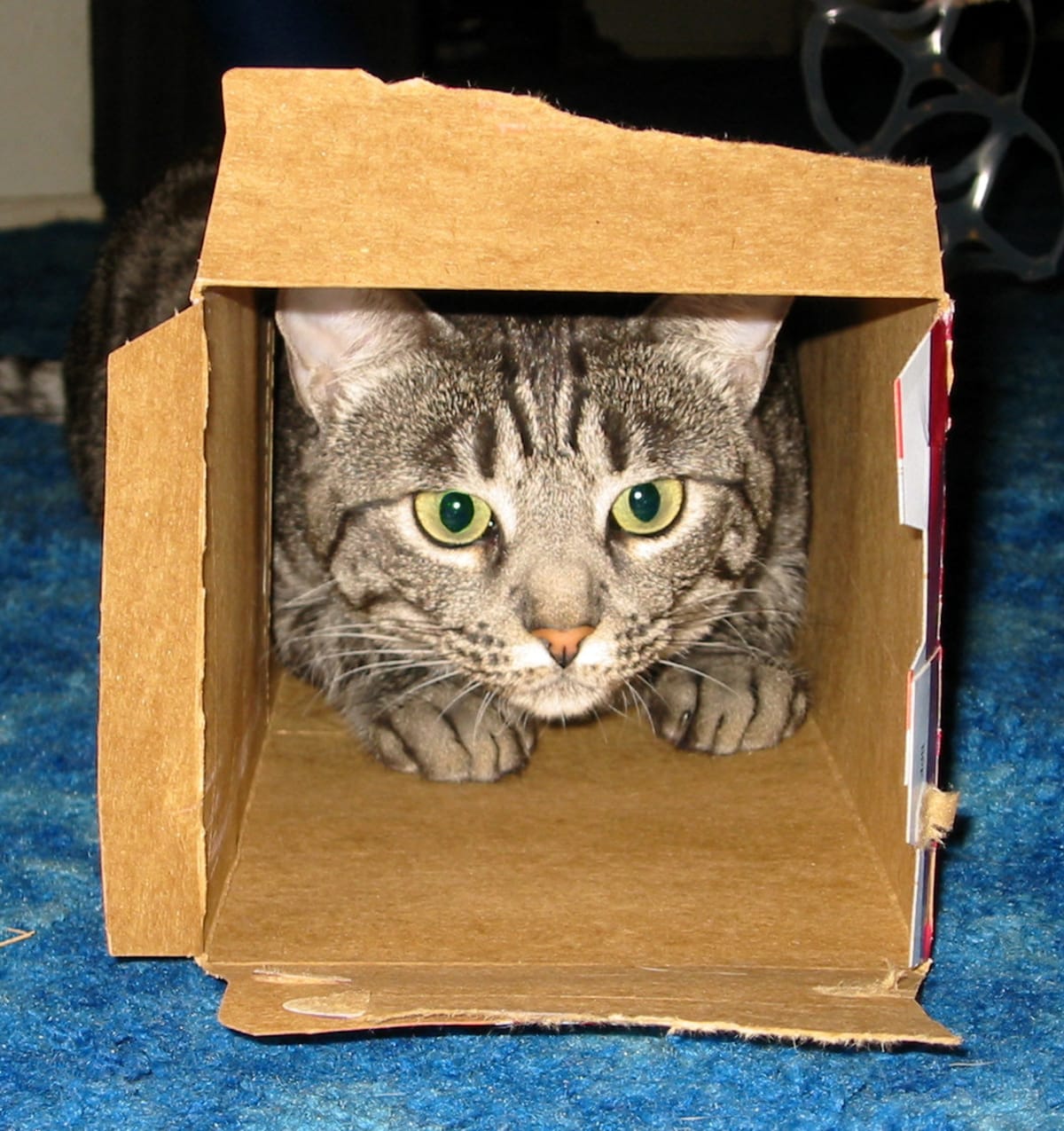 Kočky v krabici - Obrázek 1
