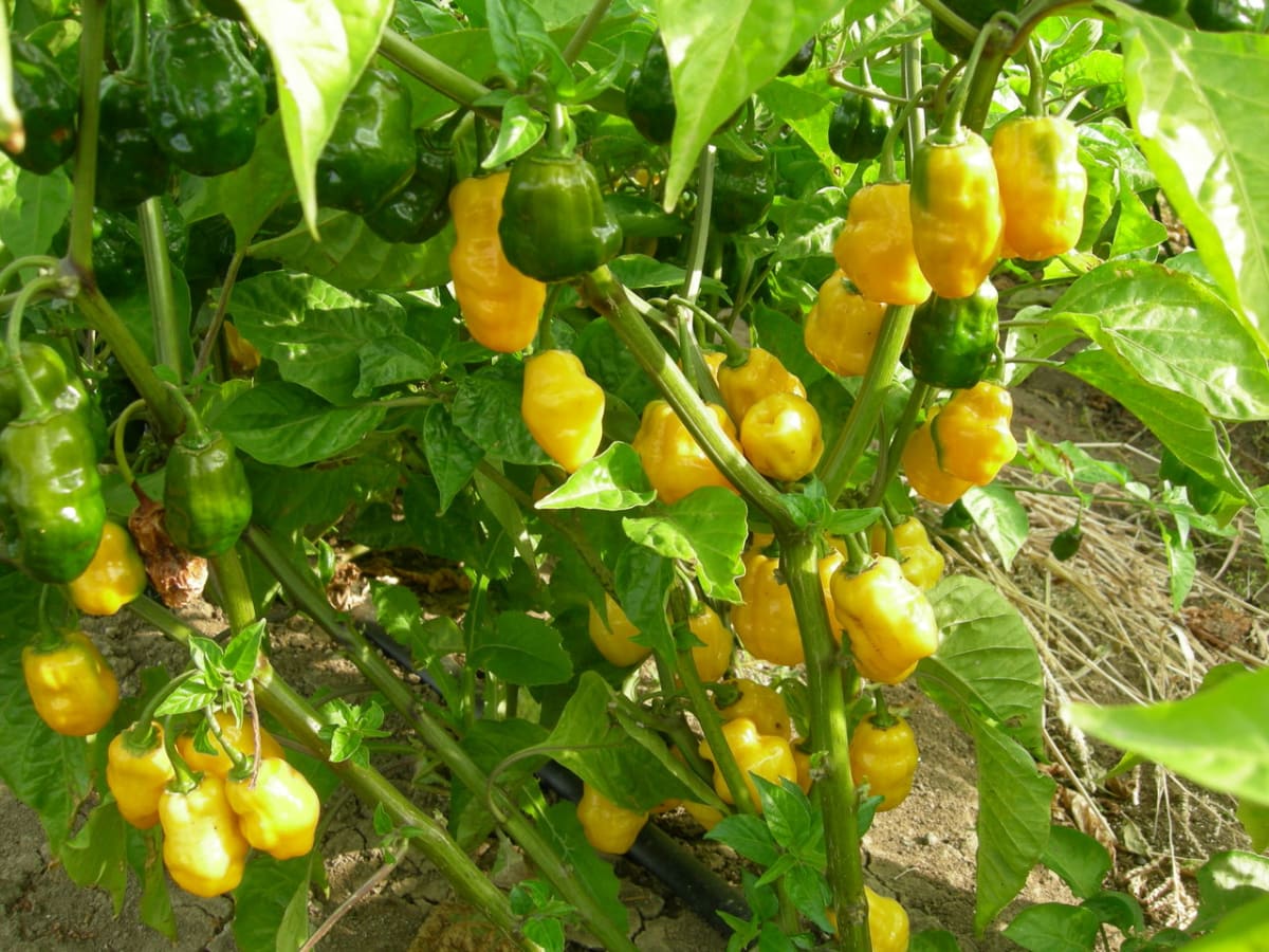 Nové odrůdy paprik - Obrázek 1