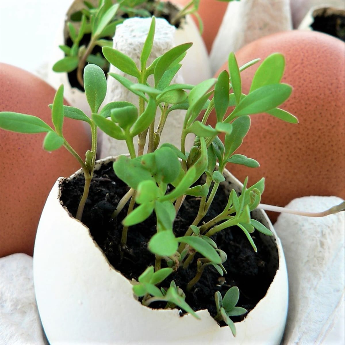 Pro některé byliny (např. řeřicha setá) je ideální výsev do vaječných skořápek