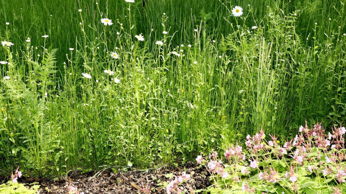 Moderní zahrada ctí ducha První republiky - Obrázek 9 - v louce před květem kopretina - Leucanthemum vulgare/ ircutianum