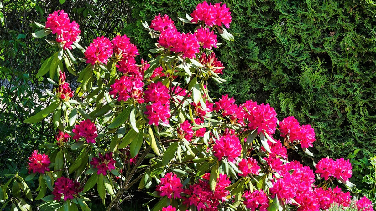Bohatá zálivka je důležitá na jaře, kdy se rozvíjejí květní pupeny, a pak v červnu a červenci, kdy rostliny nasazují nové výhony, a na podzim před příchodem mrazů. 