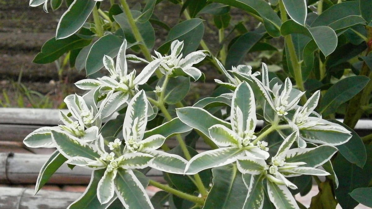 Pryšec (Euphorbia) 4