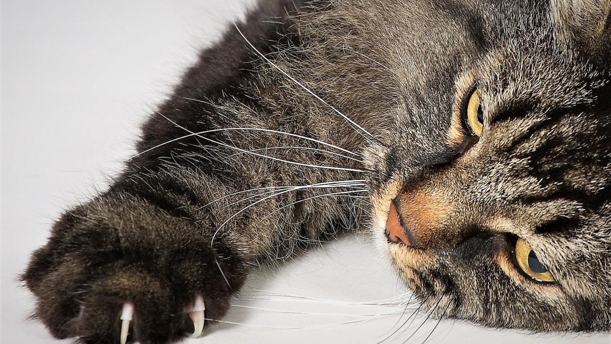 Stárnoucí kočka může mít potíže se zatahováním a vytahováním drápků 