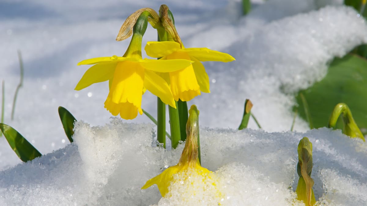 První jarní květiny  - Obrázek 1 - Narcisy (Narcissus)