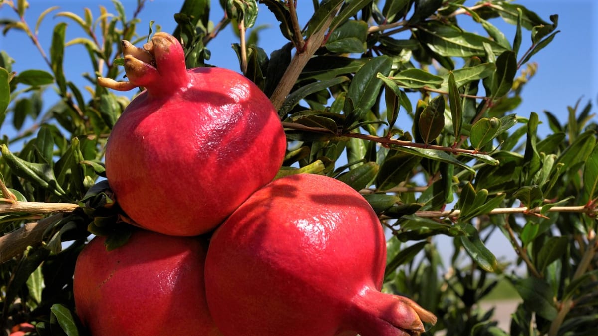 Granátové jablko: I u nás se dá pěstovat ovoce lásky, plodnosti, krásy a zdraví  2