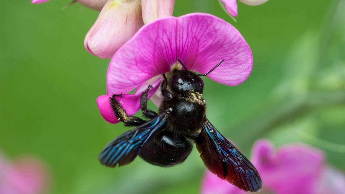 Drvodělka, obří včela samotářka, je neškodná a užitečná 