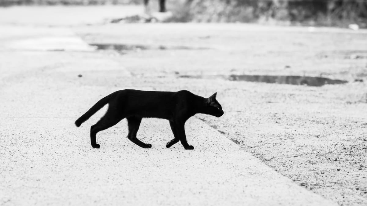 Černou kočku řeší jen třetina dotazovaných.