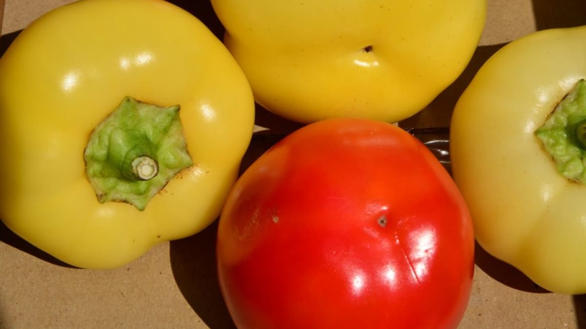 Nové odrůdy paprik - Obrázek 8
