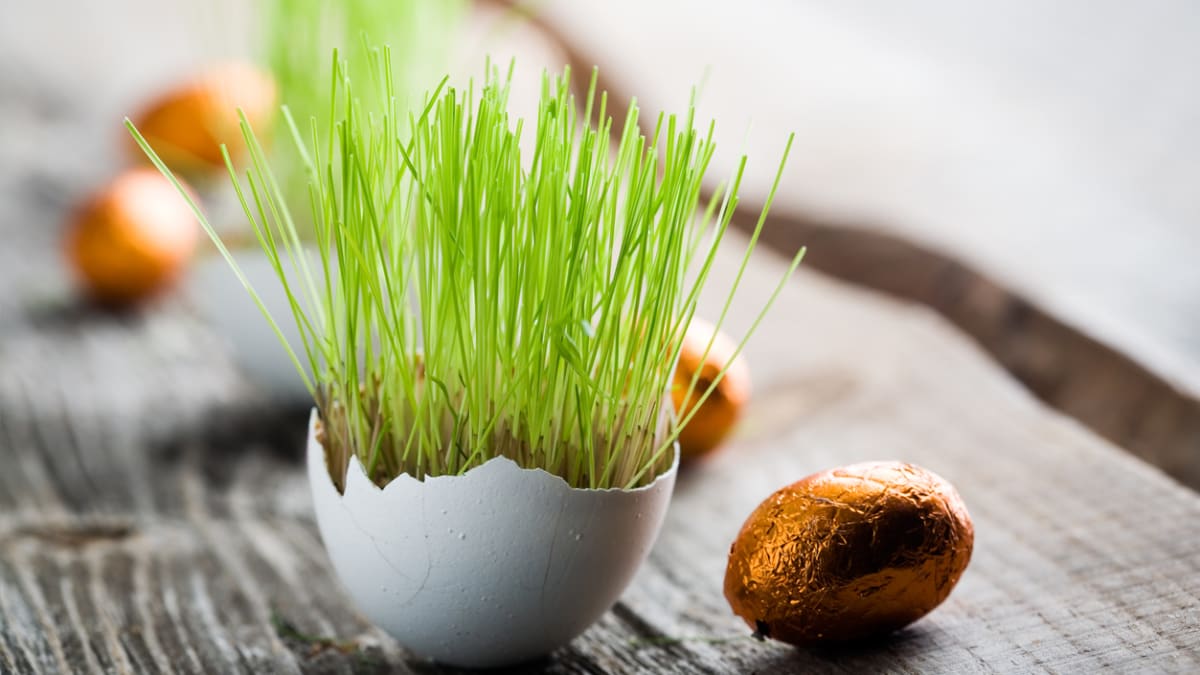 Velikonoční osení můžete vysít i do vaječné skořápky jako do miniaturního květináčku