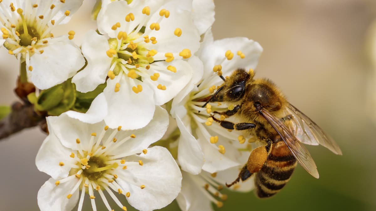 Medonosné rostliny pro včely i čmeláky v zahradě nemohou chybět 3