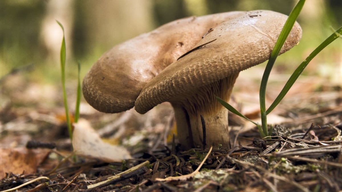 S ryzci je zaměnitelná čechratka podvinutá (Paxillus involutus), houba v atlasech donedávna doporučovaná ke sběru coby jedlá a chutná, nyní zařazená mezi houby jedovaté.
