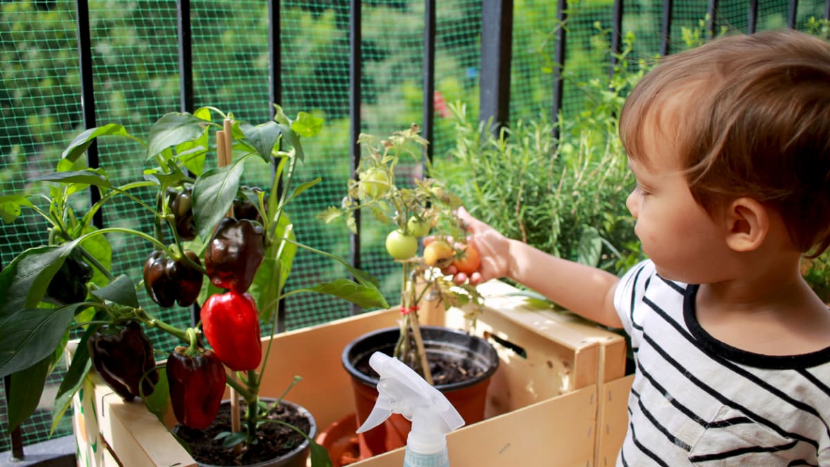 Založte s dětmi zeleninový balkon nebo záhon 