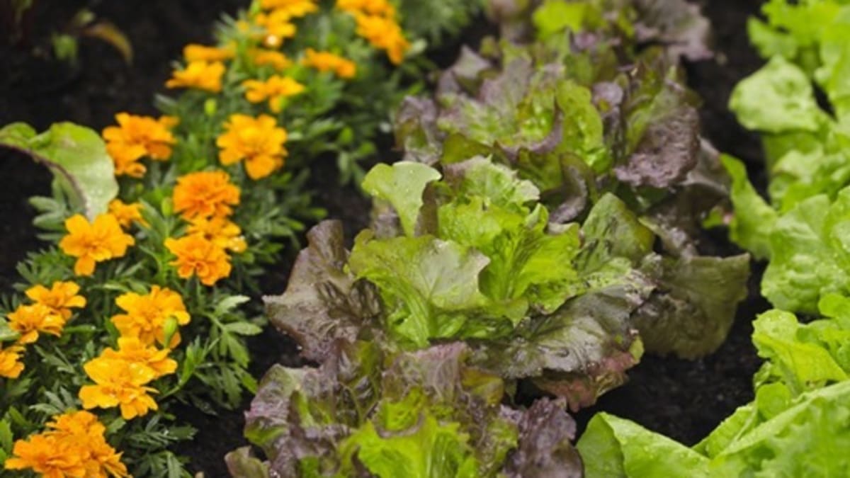 Květiny, které ochrání zeleninu - Obrázek 6 - Aksamitník (Tagetes, český název je také afrikán)