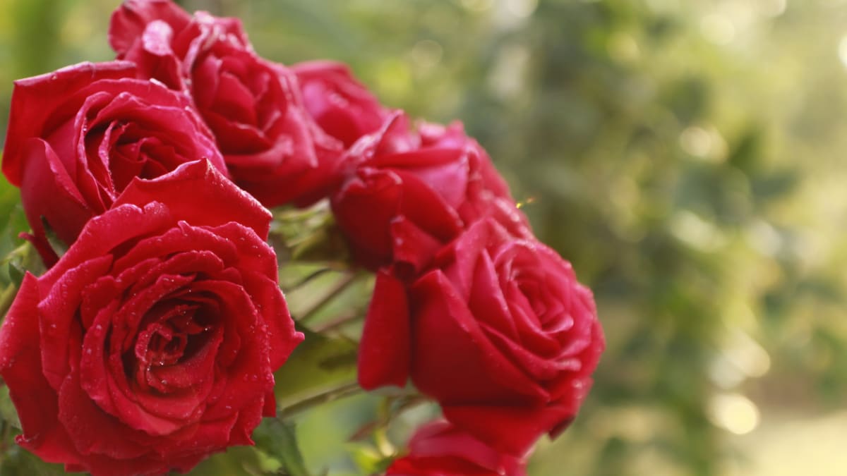 Růže plné lásky