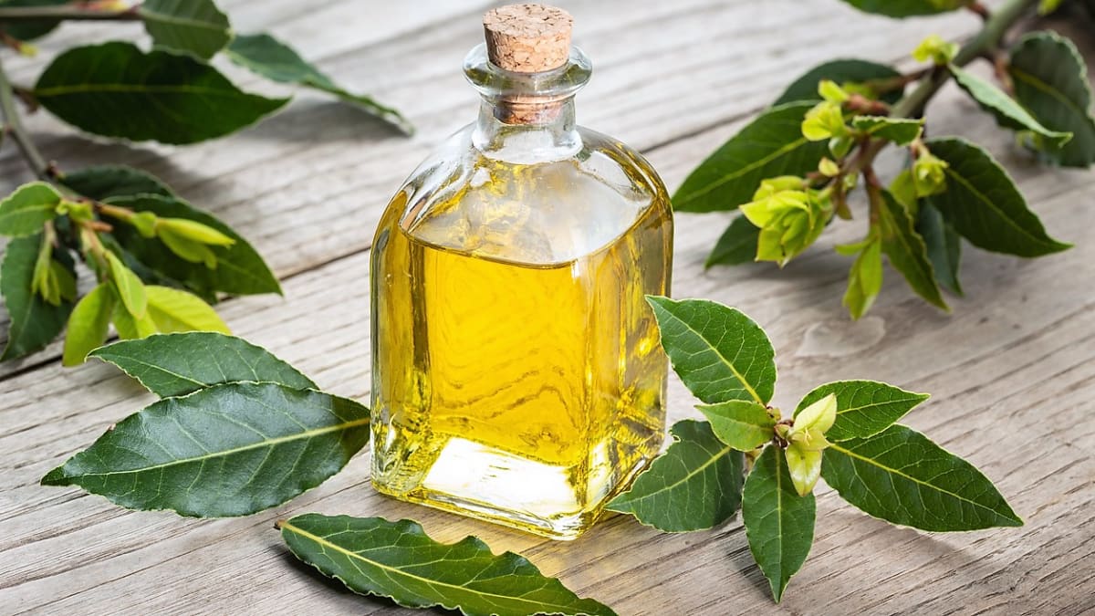 Pro přípravu bobkového oleje potřebujeme 30 listů bobkového listu a 500 ml olivového nebo jiného rostlinného oleje