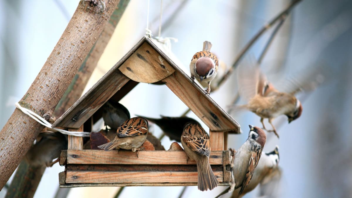 Celoroční dokrmování a pestré zahrady mohou pomoci s úbytkem ptactva 2