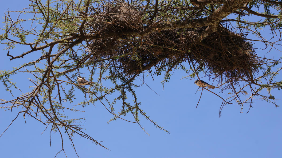 Zajímavá hnízda na větvích stromů nemají na svědomí ptáci, ale sama příroda