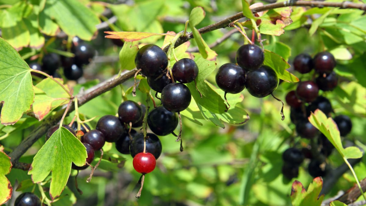 Josta (Ribes nidigrolaria)