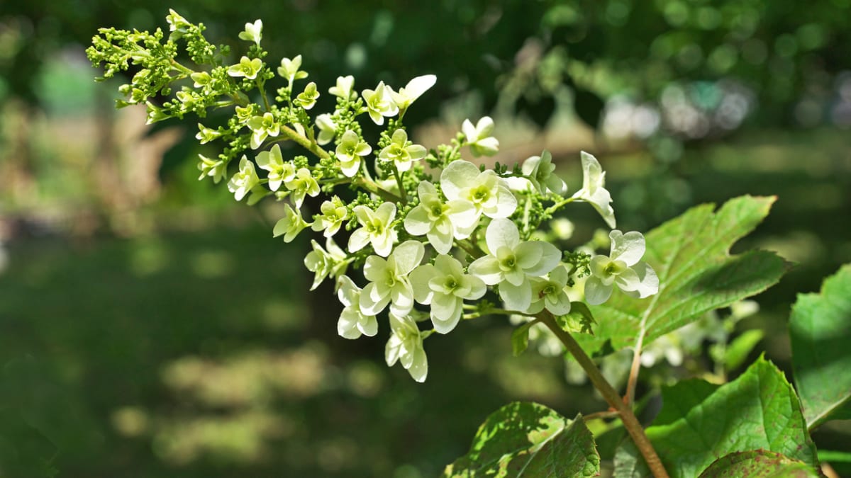 Hortenzie dubolistá (Hydrangea quercifolia)