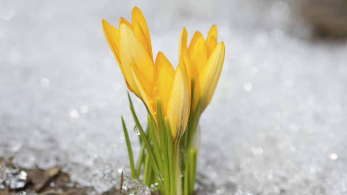 První jarní květiny  - Obrázek 5 - Krokus (Šafrán) (Crocus)
