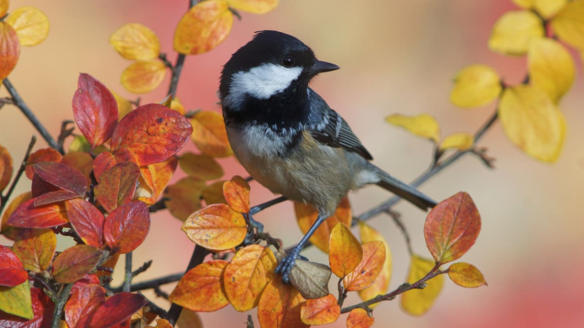 Celoroční dokrmování a pestré zahrady mohou pomoci s úbytkem ptactva 3