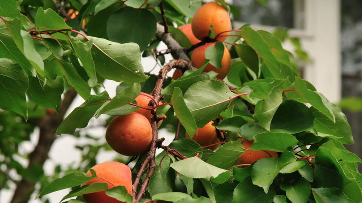 Meruňka/Prunus armeniaca