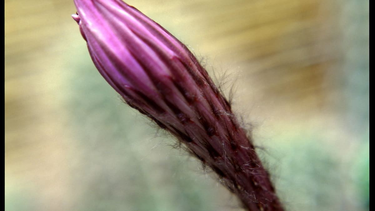 Echinopsis/Echinopsis werdermannii