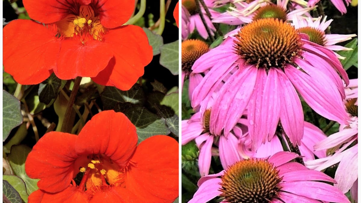 Dvě nejlepší přírodní antibiotika právě kvetou. Lichořeřišnice a echinacea umí okouzlit svými květy i léčivými účinky 