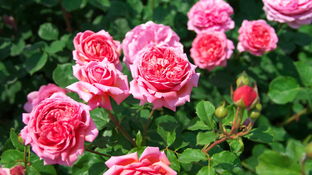 Nejkrásnější mezi růžemi, jsou růže anglické. Už kvetou i na vaší zahradě? 