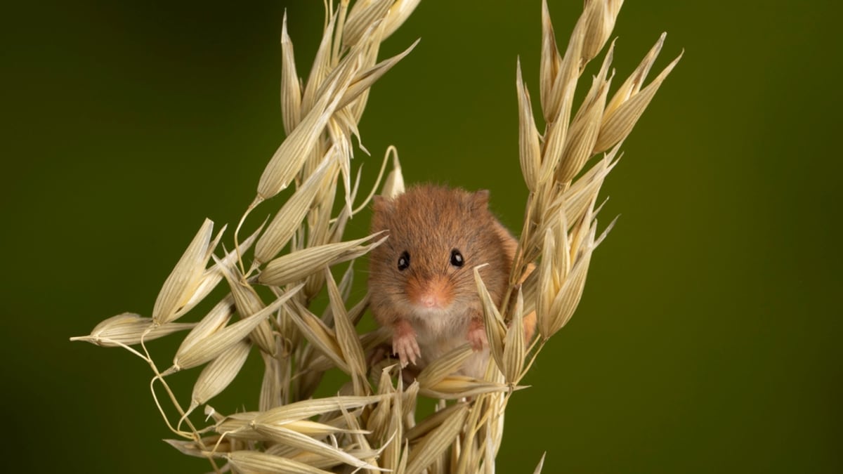 Myška drobná (Micromys minutus) 