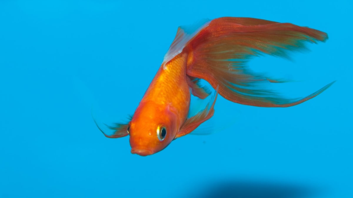 Zlatá rybka se říká závojnaté zlaté formě karase stříbrného 
