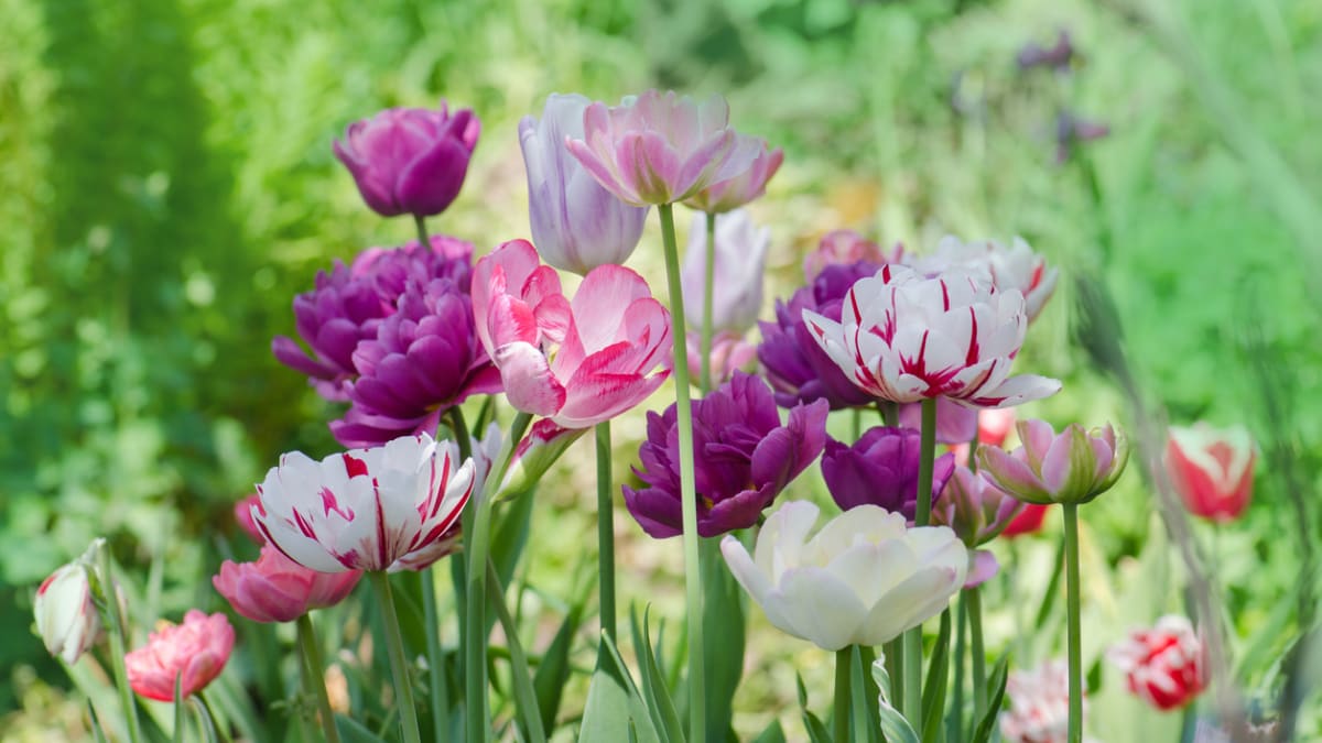 Tulipán (Tulipa)