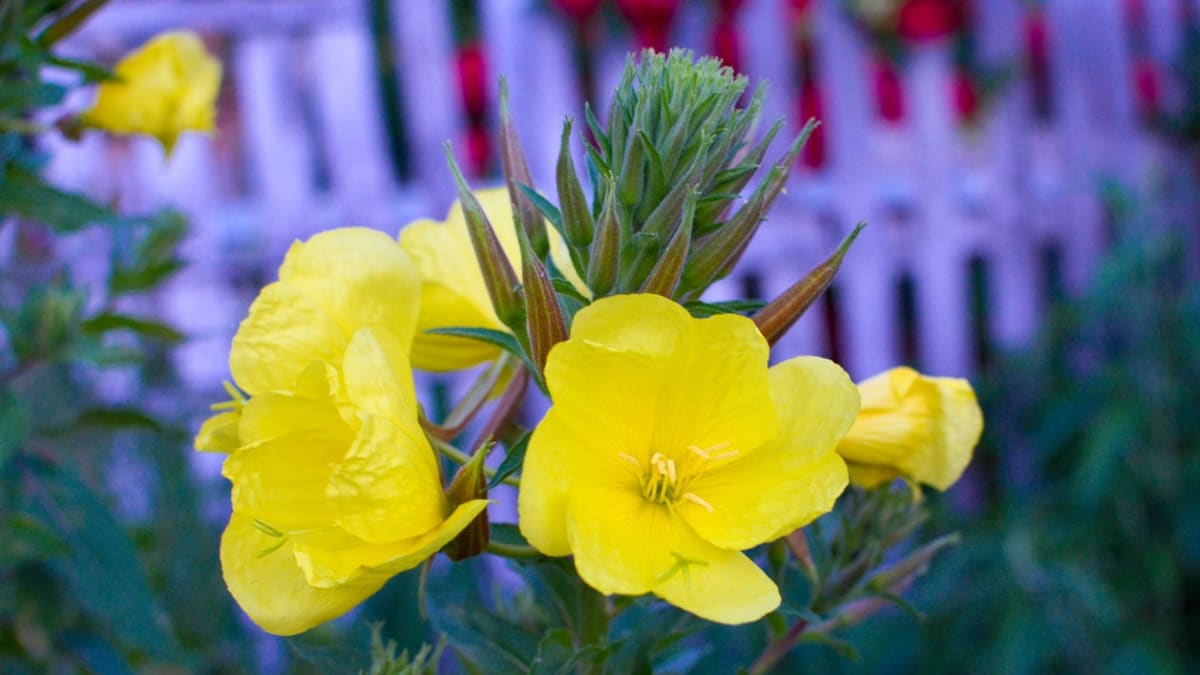 Pupalka dvouletá je atraktivní květina, která rozkvétá večer a kvete v noci jasně žlutými a příjemně vonícími květy