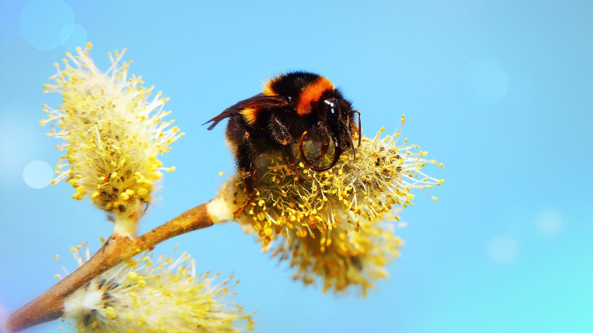 Čmeláci: Neútoční dobráci, kteří pomáhají včelkám s opylováním květů za každého počasí 2