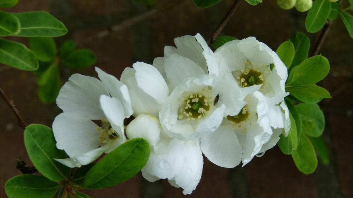 Vysaďte na zahradu bíle kvetoucí keře 2
