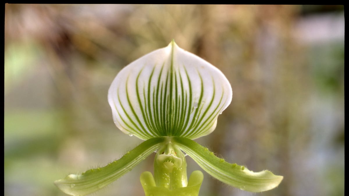 Střevíčník/Paphiopedilum hybridum maudiae - detail