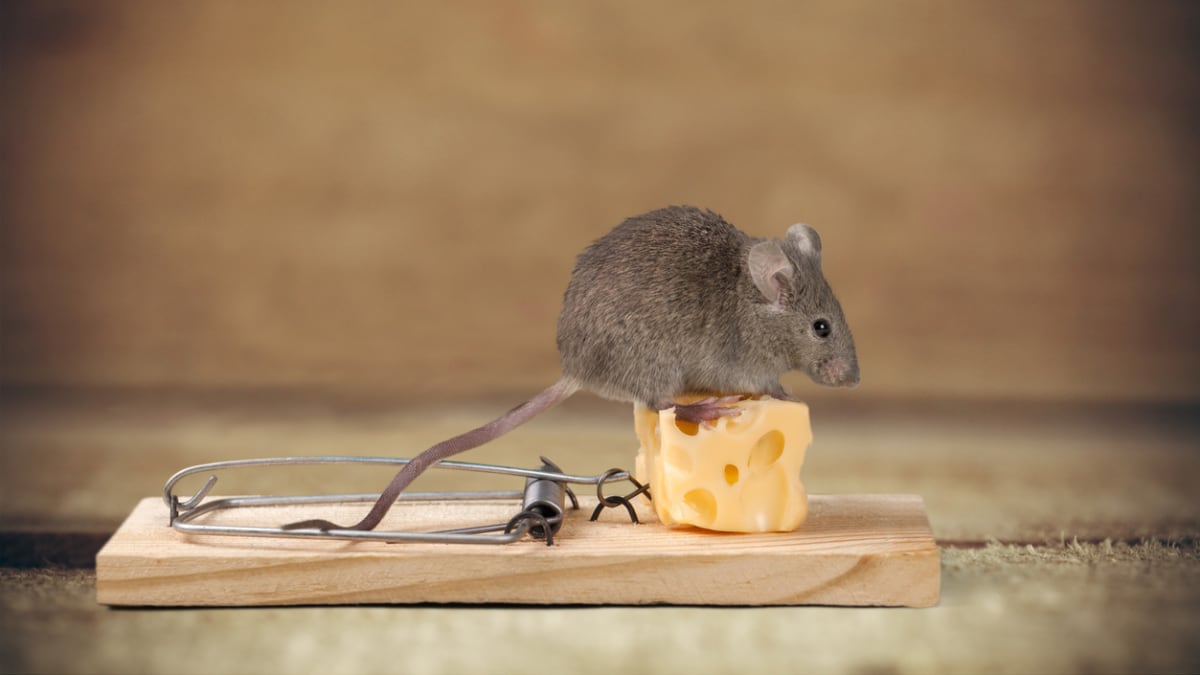 Myšku nalákáte na kus sýra.
