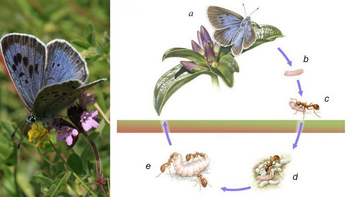 Mravenci, mšice i housenky motýlů si dokážou vzájemně pomáhat 
