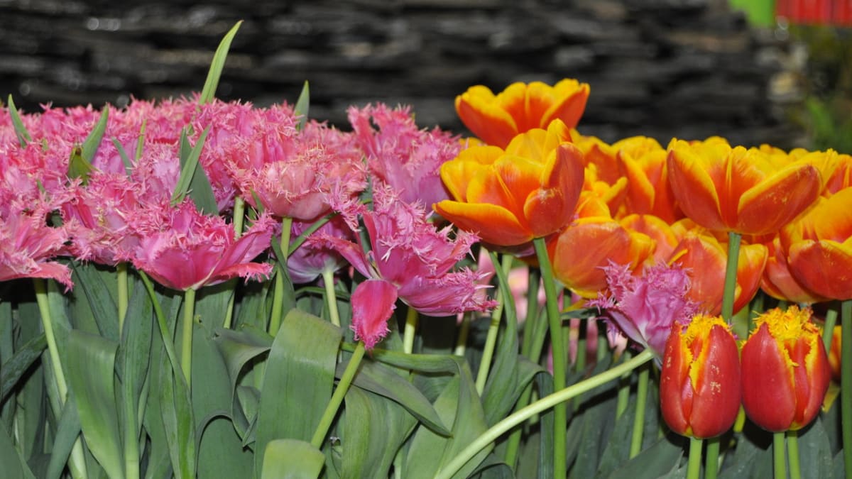 Nový tulipán - Flora Marita - Obrázek 4